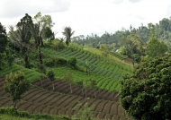 Rice fields near the road