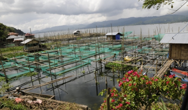 Fish farming-Lake Tondano