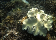 Sarcophyton Soft Coral