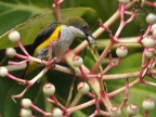 Yellow-sided Flowerpecker