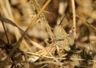 Grasshopper – E. p. plorans