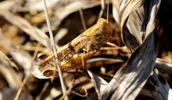 Grasshopper – E. p. plorans