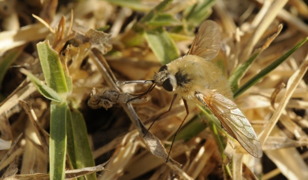 Large Bee-fly