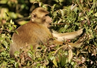 Also called Assam Macaque
