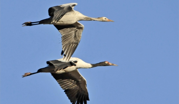 Black-necked Cranes ad. & juv.