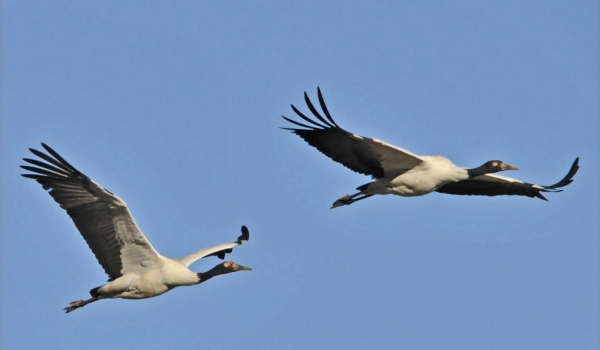 Black-necked Cranes m. & f.