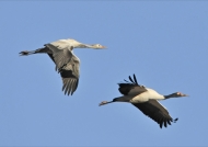 Black-necked Cranes ad. & juv.