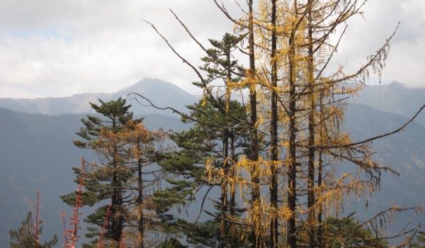 Larch and pine trees