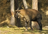 Takin (Goat-antelope)