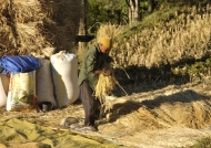 Threshing rice with feet