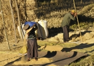 Winnowing & threshing rice