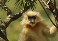 Arboreal monkey