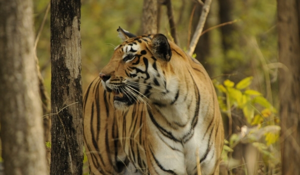 India – Pench NP – Tiger