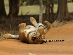 Tiger – happy life!