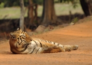 Tiger – Tadoba N.P.