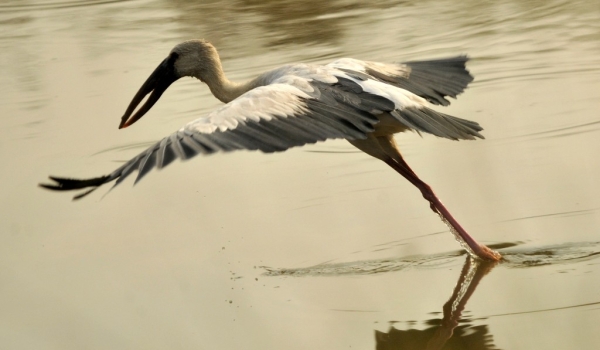 Openbill Stork