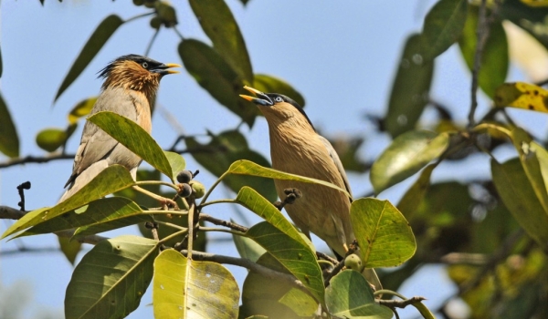 Brahminy Starlings