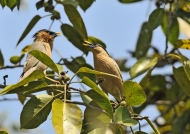 Brahminy Starlings