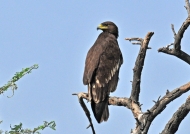 Indian Black Eagle