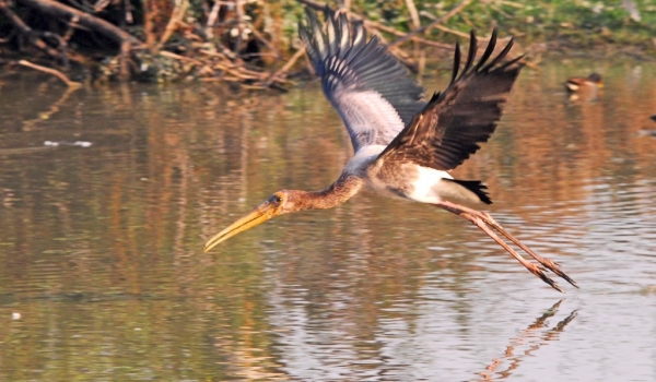 Painted Stork juvenile