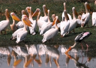 Pelicans & Painted Stork