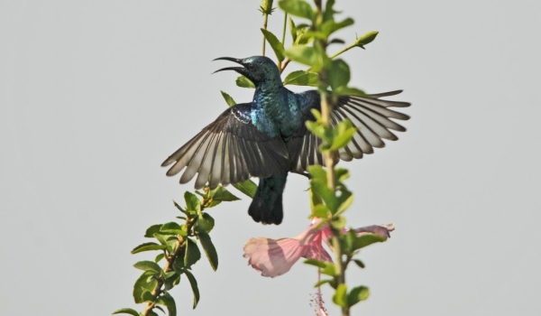 Purple Sunbird – male