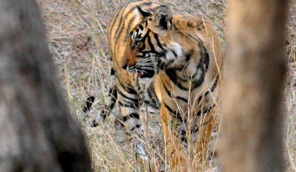 Tiger – Ranthambore N.P.