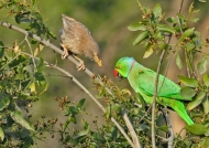 Parakeet & Jungle Babbler
