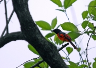 Scarlet Minivet – male