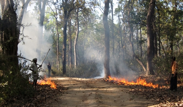 Fire to clean Kanha N.P. track
