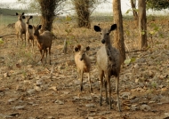 Sambar Deers