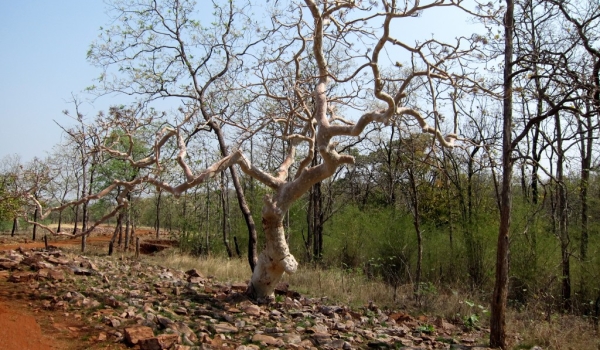 Tadoba N.P. – ghost tree