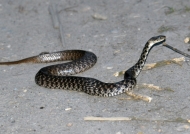 Common Water Snake