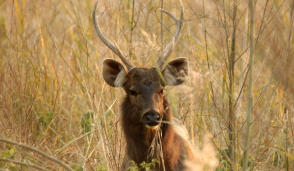 Sambar Deer m.