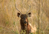 Sambar Deer m.