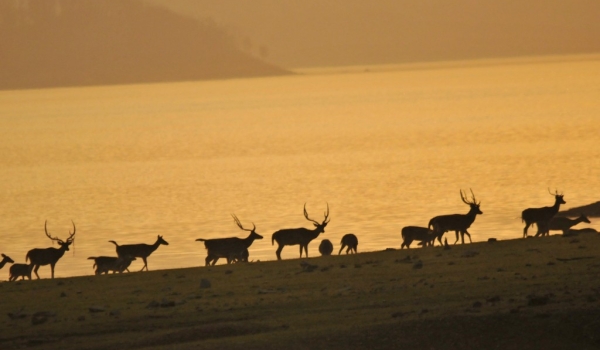 Antelopes  at sunset
