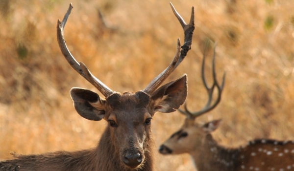 Sambar & Spotted Deer