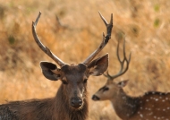 Sambar & Spotted Deer