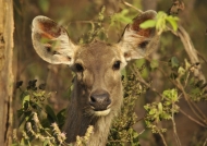 Sambar Deer f.