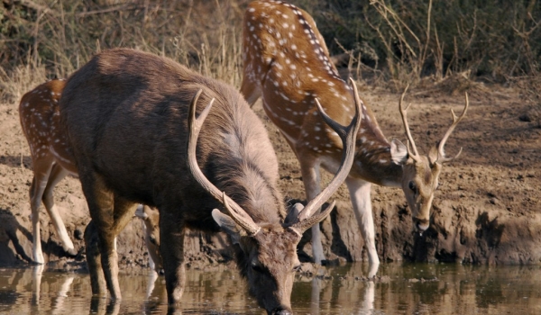 Sambar & Spotted Deers