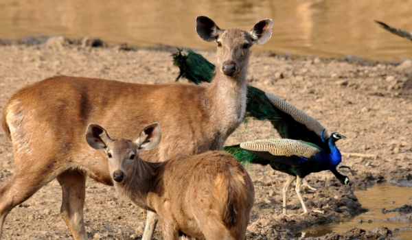 Sambar Deer & his baby