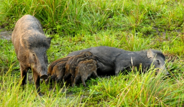Wild Boars & Babies