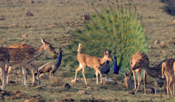 Spotted Deers & Peacocks