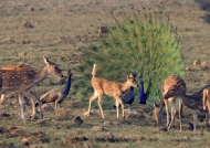 Spotted Deers & Peacocks