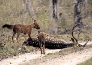 Wild Dogs after a kill