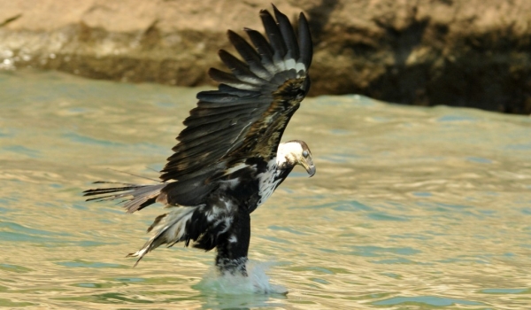 African Fish Eagle – juv.