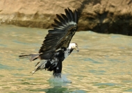 African Fish Eagle – juv.