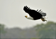 African Fish Eagle with a fish