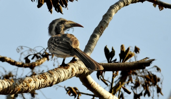 African Grey Hornbill – f.