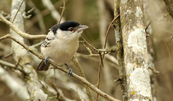 Black-backed Puffback  – f.